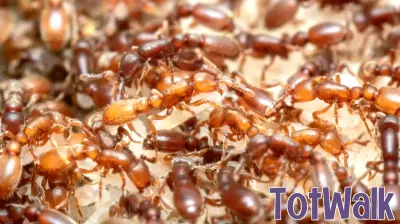 Scientists Uncover Ant Parenting Behavior Evolution